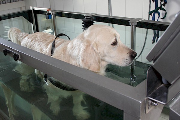 Copyright Fitforvets.de (c) Fitforvets.de